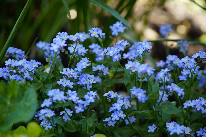 Blue Flowers